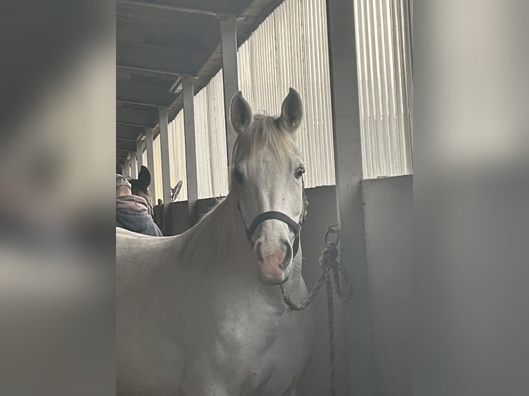 Straight Egyptian Mare 7 years 15 hh Gray in Olderup