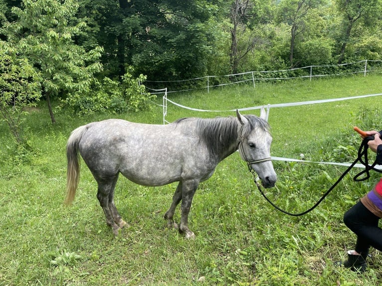Straight Egyptian Mare 7 years Grey-Dapple in Klosterneuburg