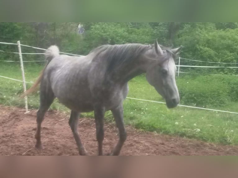 Straight Egyptian Mare 7 years Grey-Dapple in Klosterneuburg