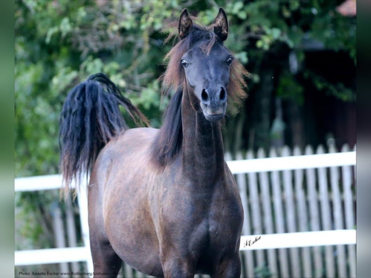 Straight Egyptian Mare 8 years 14,3 hh Gray in Monheim