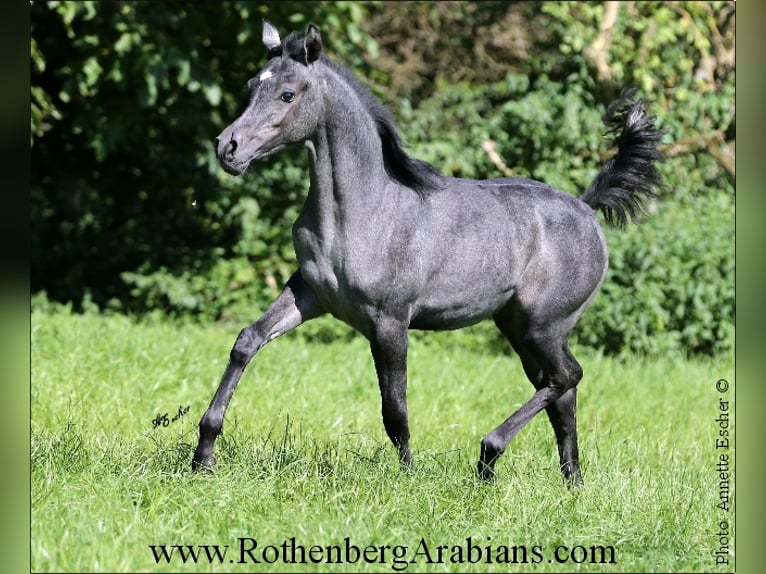 Straight Egyptian Mare 8 years 14,3 hh Gray in Monheim