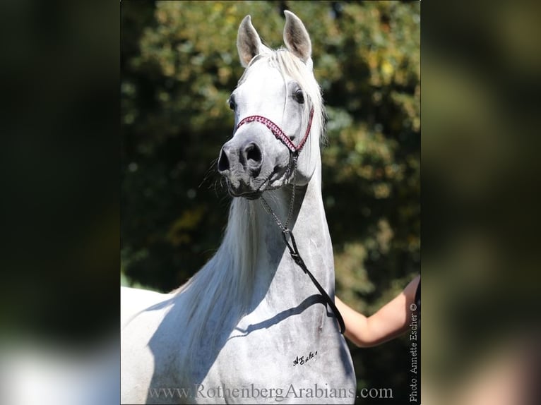 Straight Egyptian Mare 8 years 14,3 hh Gray in Monheim