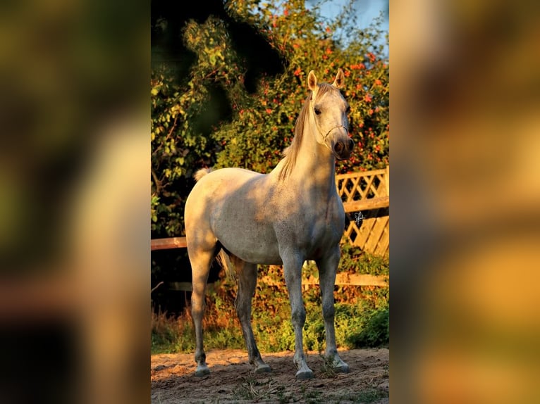 Straight Egyptian Mare 8 years 14,3 hh Gray in Erftstadt