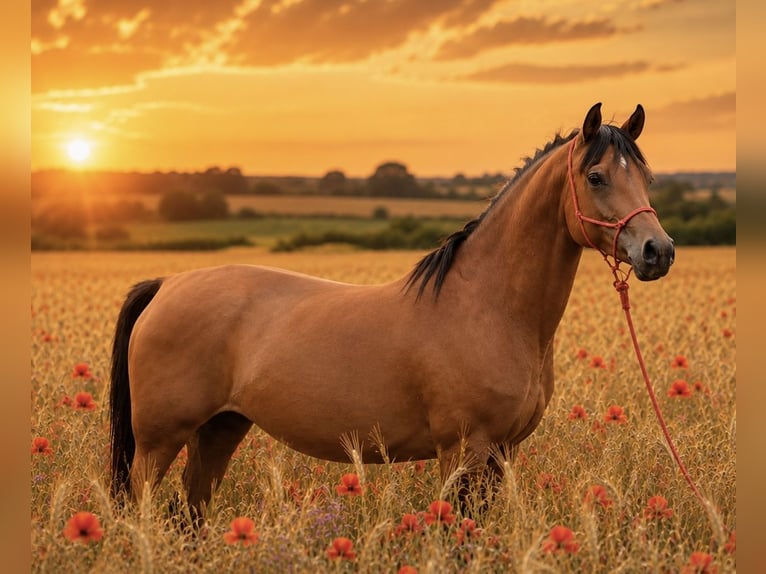 Straight Egyptian Mare 8 years 15 hh Brown in Laatzen