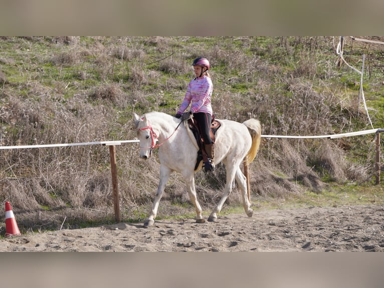 Straight Egyptian Mare 9 years 14,2 hh White in Eppingen