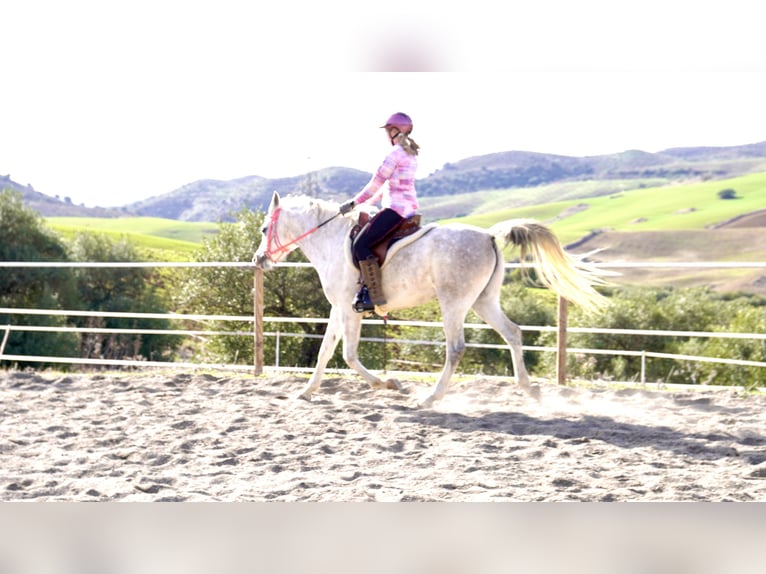 Straight Egyptian Mare 9 years 14,2 hh White in Eppingen