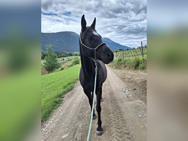 Straight Egyptian Mare 9 years 14,2 hh Black in Innsbruck
