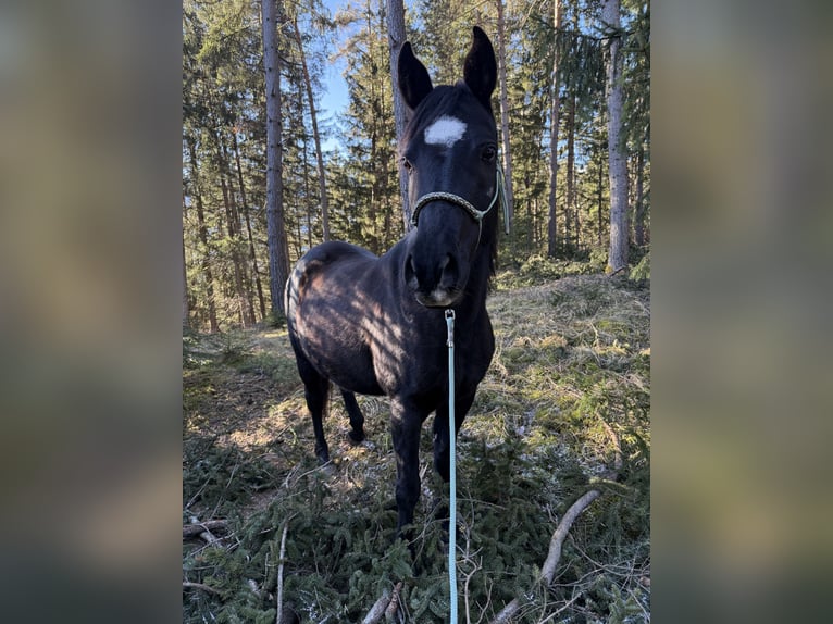 Straight Egyptian Mare 9 years 14,2 hh  in Innsbruck