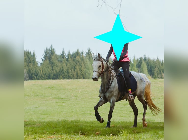 Straight Egyptian Mare 9 years 14,3 hh Gray in Seehausen am Staffelsee