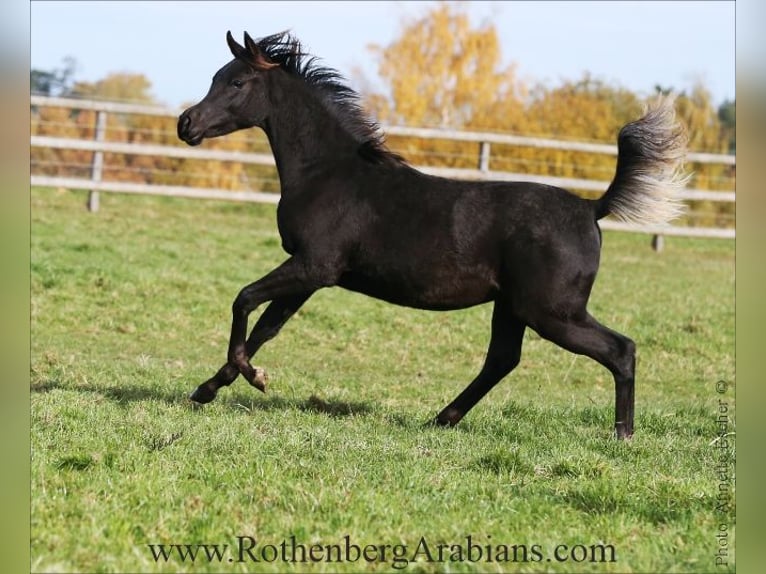 Straight Egyptian Mare Foal (04/2026) 15.1 hh Black in Monheim