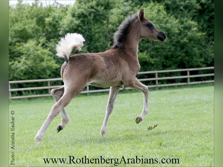 Straight Egyptian Mare Foal (04/2026) 15.1 hh Black in Monheim