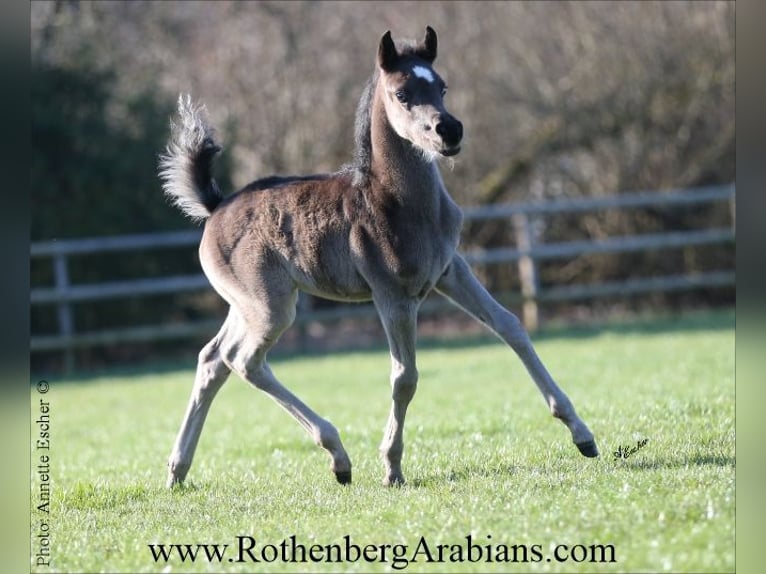 Straight Egyptian Mare Foal (04/2026) 15.1 hh Black in Monheim