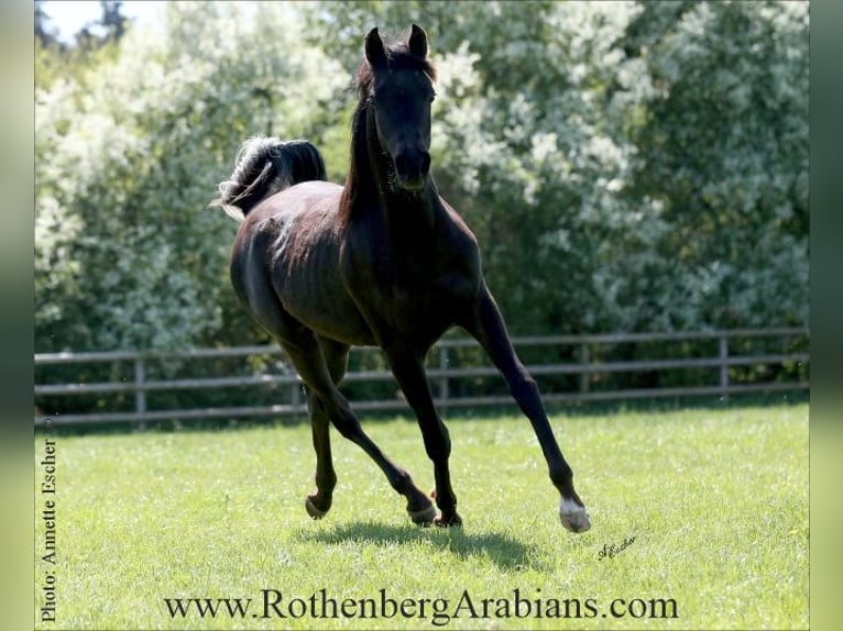 Straight Egyptian Mare Foal (03/2026) 15.1 hh Can be white in Monheim