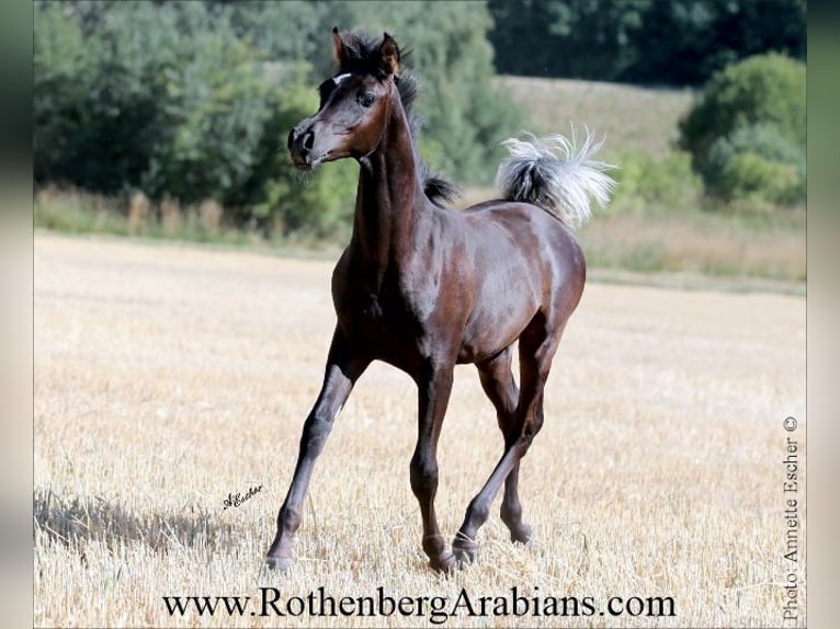 Straight Egyptian Mare Foal (03/2026) 15.1 hh Can be white in Monheim
