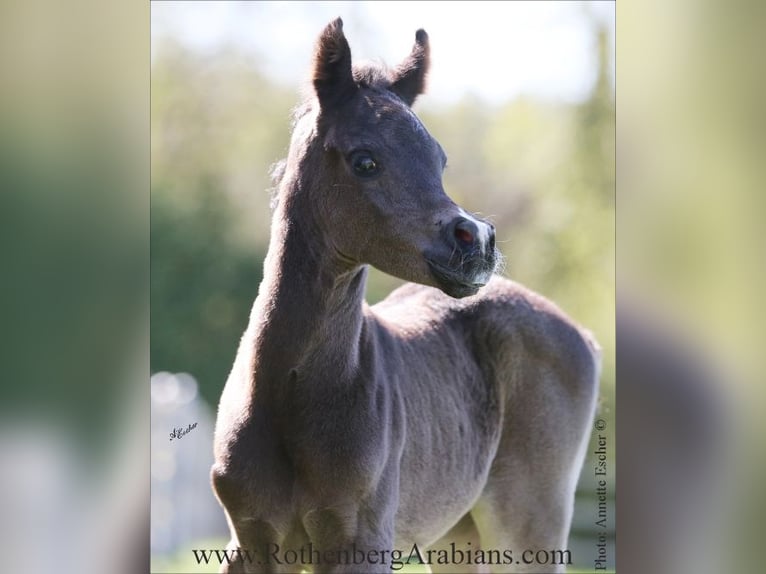 Straight Egyptian Mare  15 hh Black in Monheim
