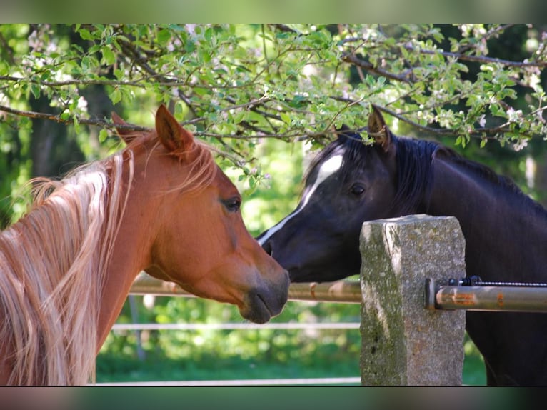 Straight Egyptian Mare  15 hh Black in Röhrnbach