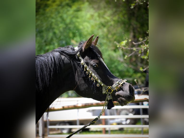Straight Egyptian Mare  15 hh Black in Röhrnbach