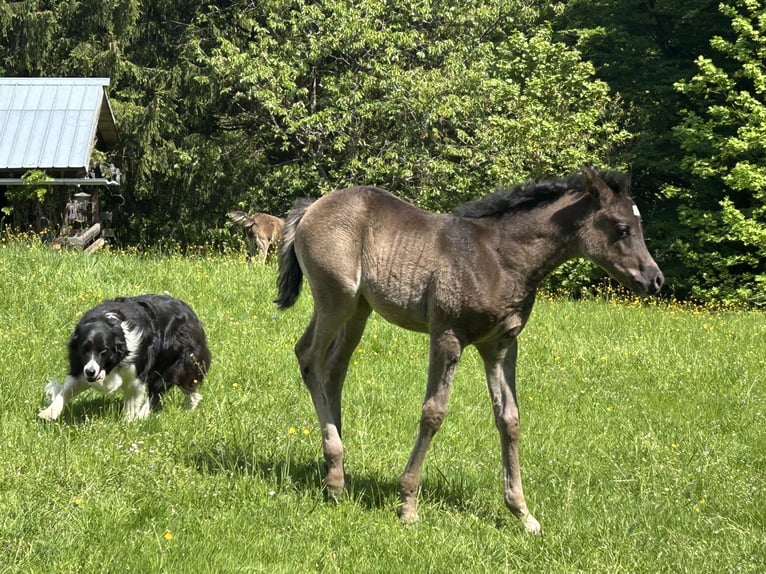 Straight Egyptian Mare  15 hh Black in Röhrnbach