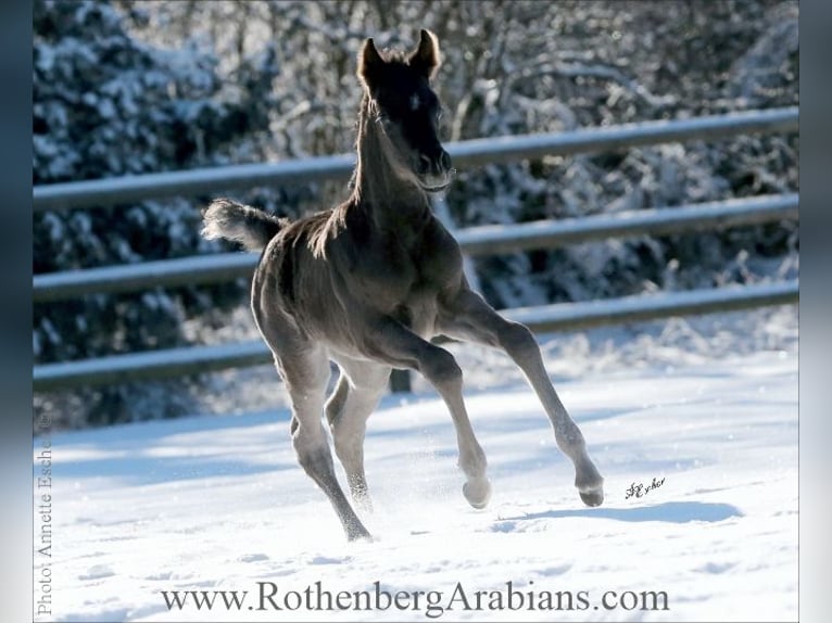 Straight Egyptian Mare Foal (02/2026) 15 hh Grey-Dark-Tan in Monheim