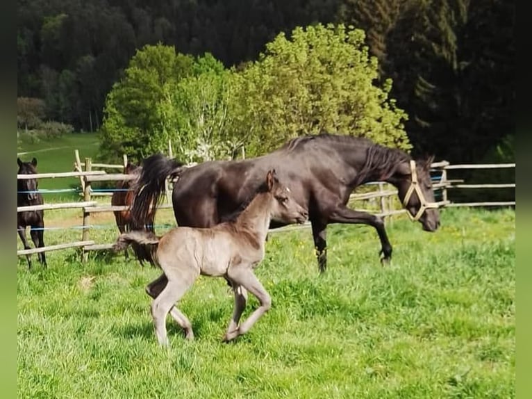 Straight Egyptian Mare Foal (04/2024) Black in Stallhofen