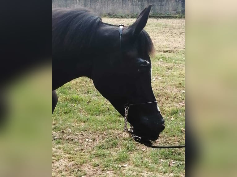 Straight Egyptian Mare Foal (01/2025) Black in Caldas De Reis (Casco Urbano)