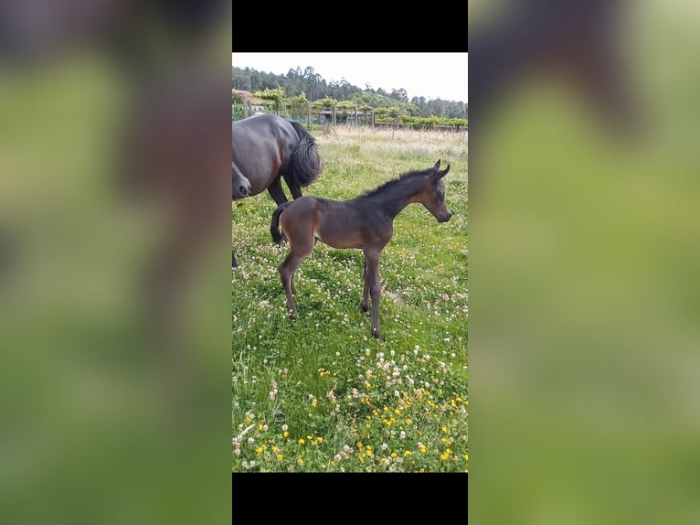 Straight Egyptian Mare Foal (01/2025) Black in Caldas De Reis (Casco Urbano)