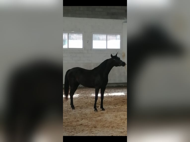 Straight Egyptian Mare Foal (01/2025) Black in Caldas De Reis (Casco Urbano)