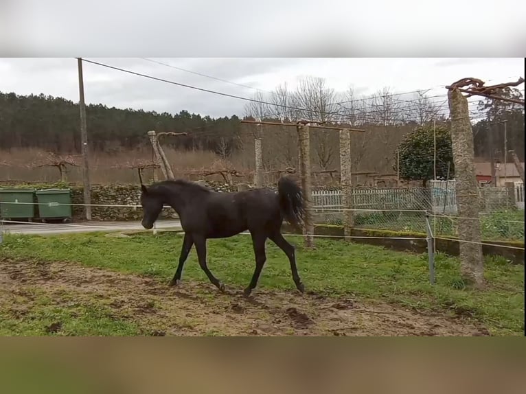Straight Egyptian Mare Foal (01/2025) Black in Caldas De Reis (Casco Urbano)