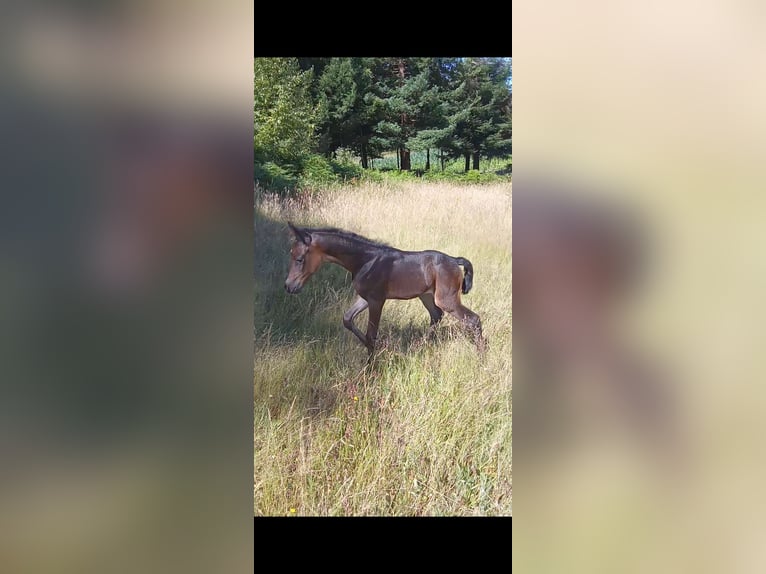 Straight Egyptian Mare Foal (01/2025) Black in Caldas De Reis (Casco Urbano)