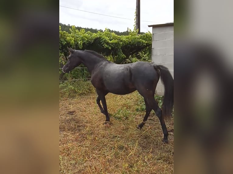 Straight Egyptian Mare Foal (01/2025) Black in Caldas De Reis (Casco Urbano)