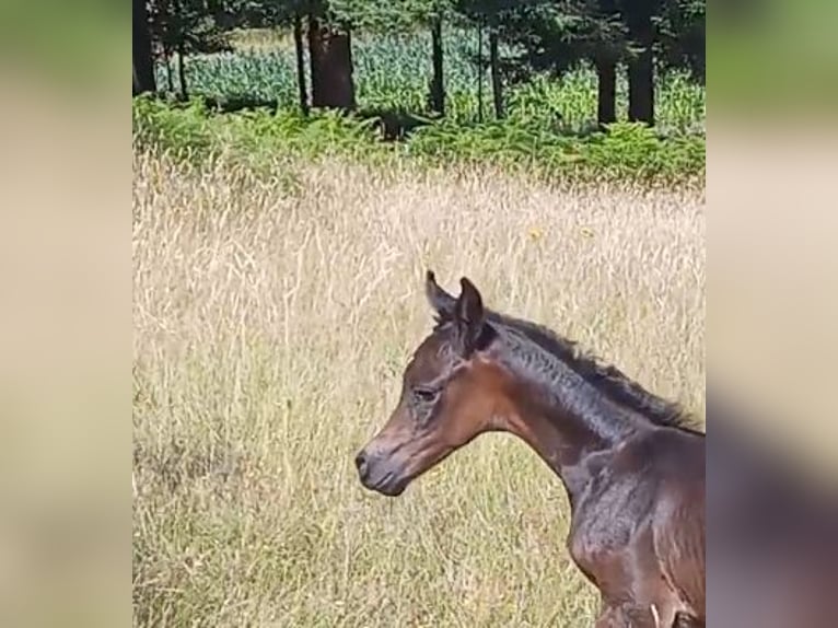 Straight Egyptian Mare Foal (01/2025) Black in Caldas De Reis (Casco Urbano)