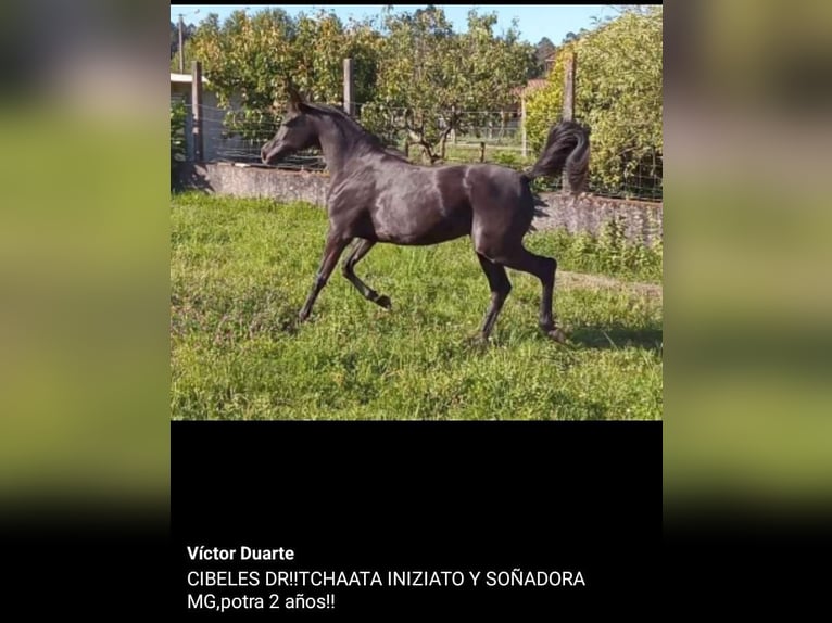 Straight Egyptian Mare Foal (01/2025) Black in Caldas De Reis (Casco Urbano)