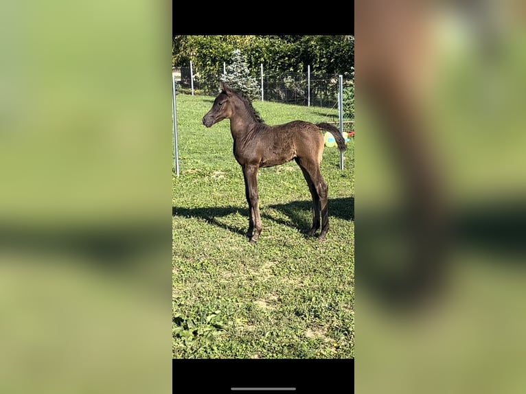 Straight Egyptian Mare Foal (08/2025) Black in Strmec