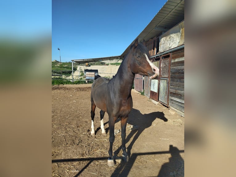 Straight Egyptian Stallion 10 years 15,2 hh Brown in Pisticci