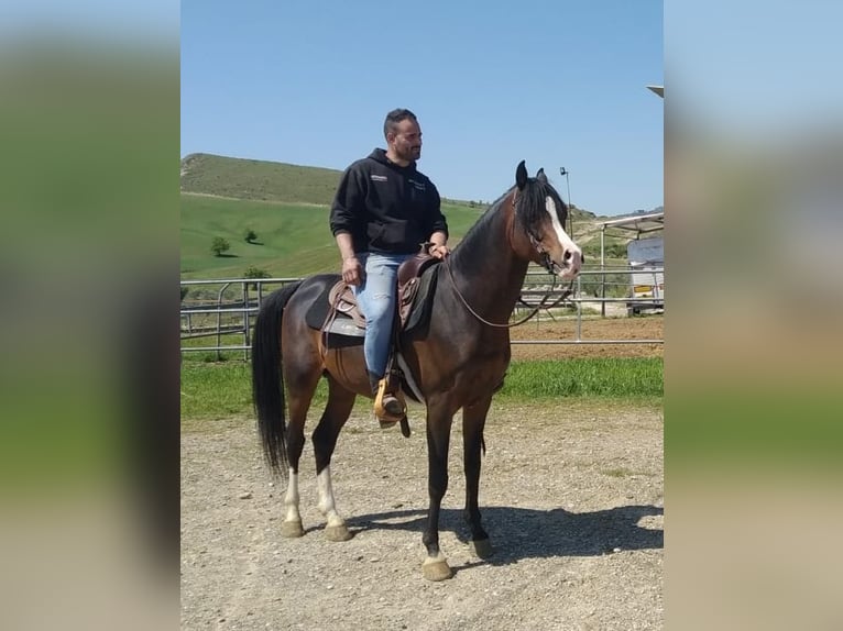Straight Egyptian Stallion 10 years 15,2 hh Brown in Pisticci