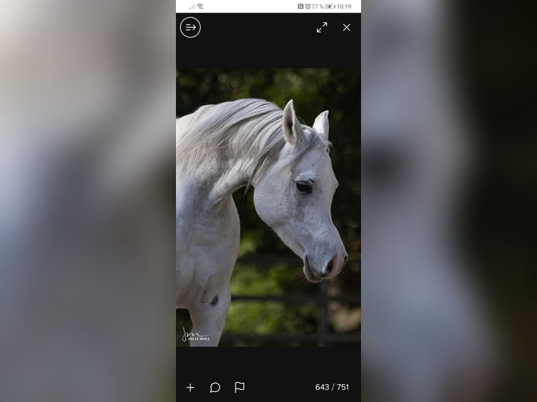 Straight Egyptian Stallion 10 years 15,2 hh Grey in Geisenfeld