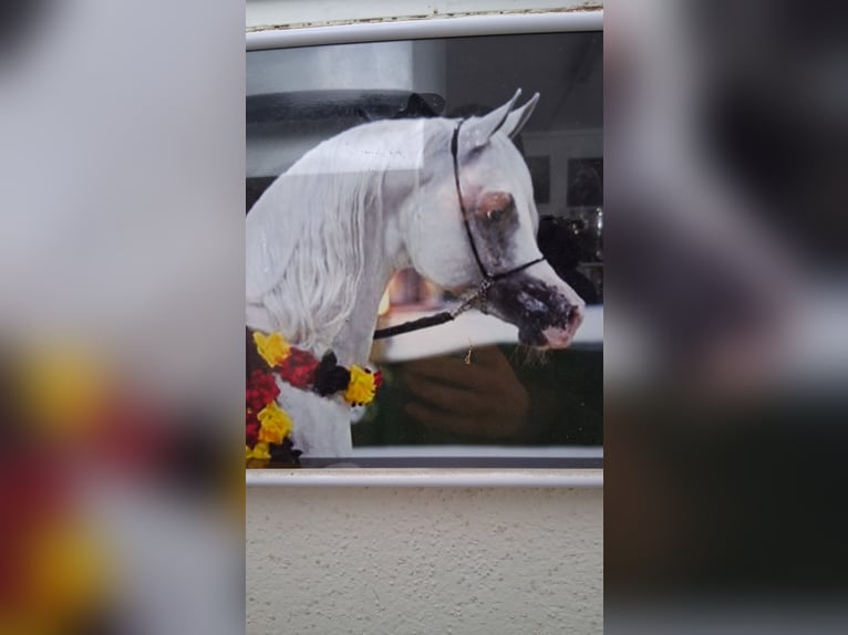 Straight Egyptian Stallion 10 years 15,2 hh Grey in Geisenfeld