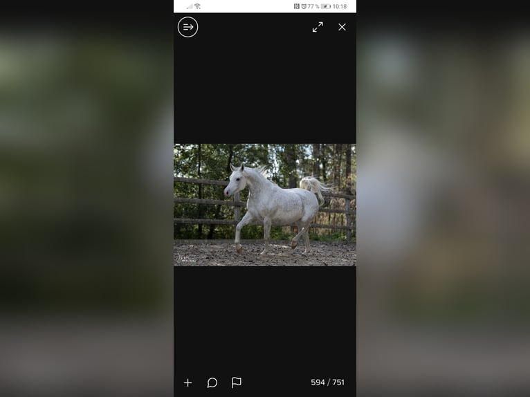 Straight Egyptian Stallion 10 years 15,2 hh Grey in Geisenfeld