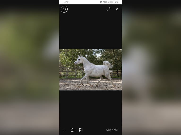 Straight Egyptian Stallion 10 years 15,2 hh Grey in Geisenfeld