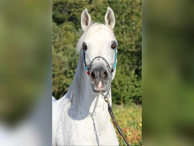 Straight Egyptian Stallion 11 years 15 hh Gray-Fleabitten in Thalmässing