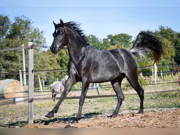 Straight Egyptian Stallion 12 years 14,2 hh Black in Saulnaypaulnay