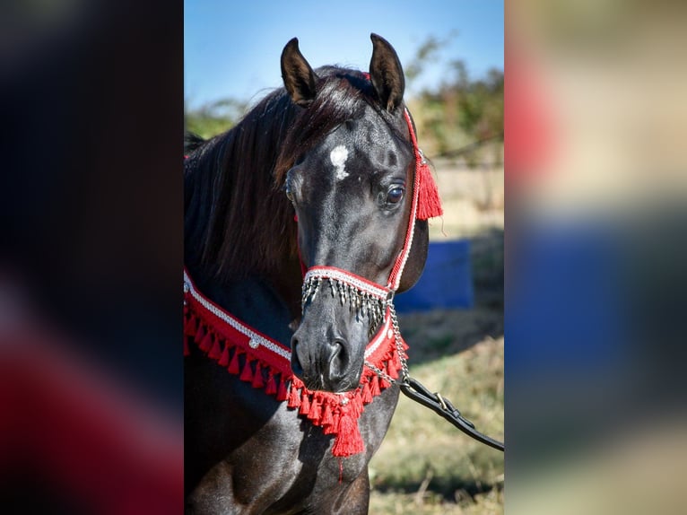 Straight Egyptian Stallion 12 years 14,2 hh Black in Saulnaypaulnay