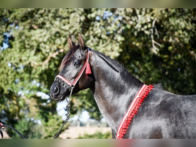 Straight Egyptian Stallion 12 years 14,2 hh Black in Saulnaypaulnay
