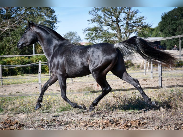 Straight Egyptian Stallion 12 years 14,2 hh Black in Saulnaypaulnay
