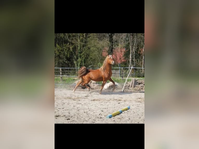 Straight Egyptian Stallion 13 years 15 hh Chestnut-Red in Bagnot