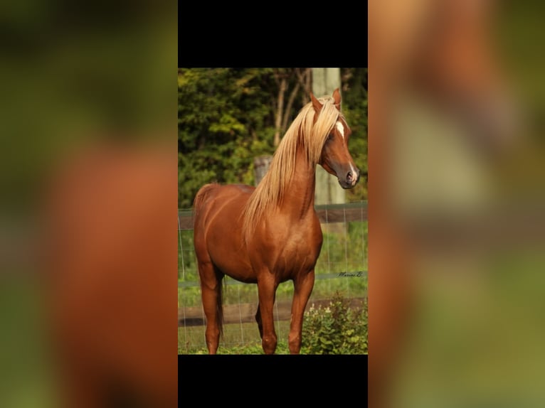 Straight Egyptian Stallion 13 years 15 hh Chestnut-Red in Bagnot