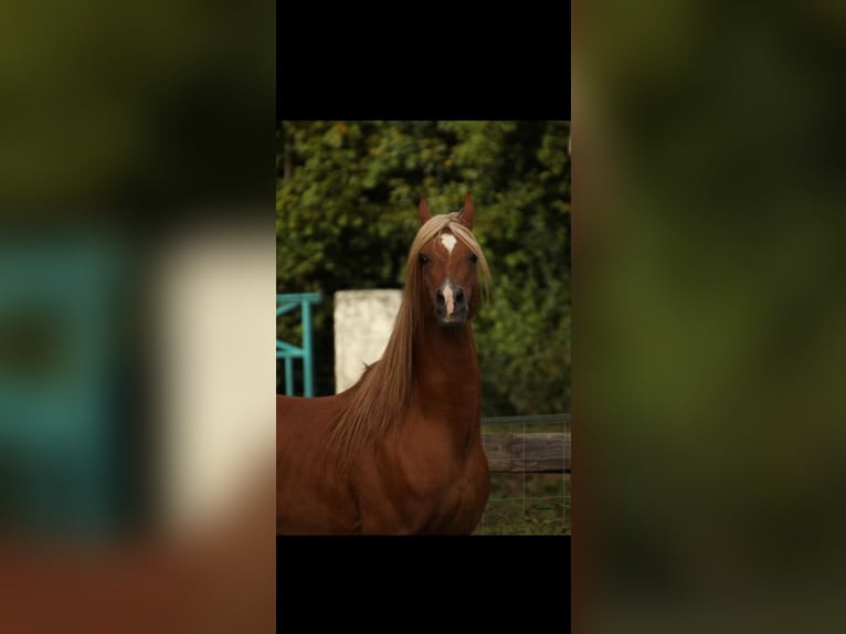 Straight Egyptian Stallion 13 years 15 hh Chestnut-Red in Bagnot