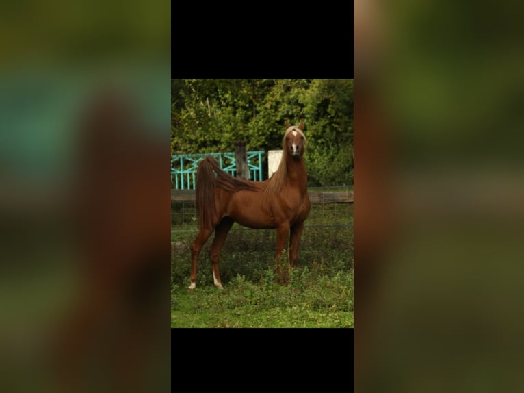 Straight Egyptian Stallion 13 years 15 hh Chestnut-Red in Bagnot