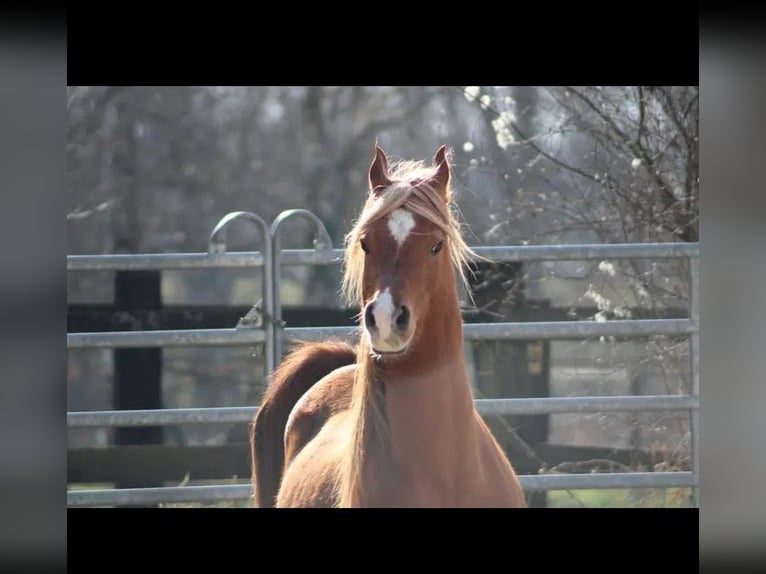 Straight Egyptian Stallion 13 years 15 hh Chestnut-Red in Bagnot