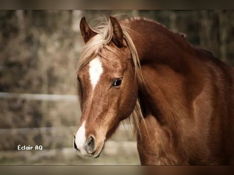 Straight Egyptian Stallion 13 years 15 hh Chestnut-Red in Bagnot